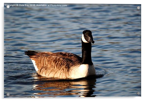 Canada Goose Acrylic by Chris Day