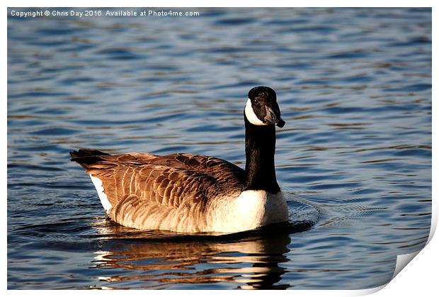 Canada Goose Print by Chris Day