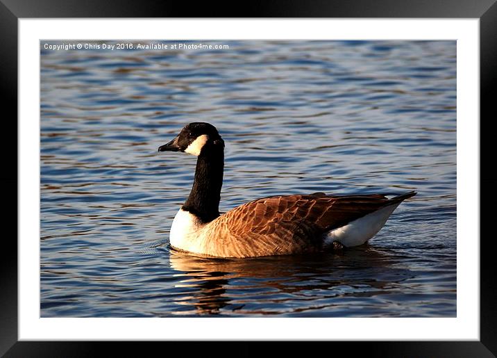 Canada Goose Framed Mounted Print by Chris Day
