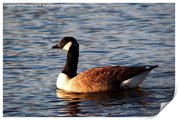 Canada Goose Print by Chris Day