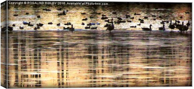 "GEESE AT THE FROZEN LAKE" Canvas Print by ROS RIDLEY