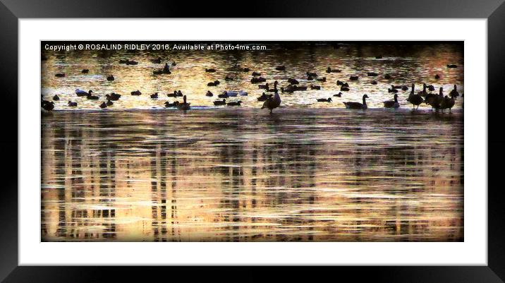 "GEESE AT THE FROZEN LAKE" Framed Mounted Print by ROS RIDLEY