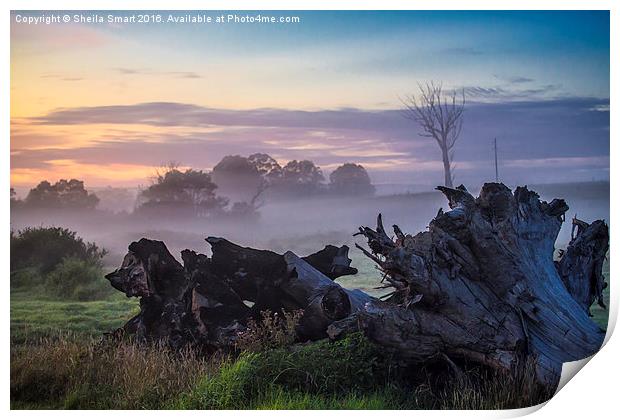  Mist over paddock Print by Sheila Smart