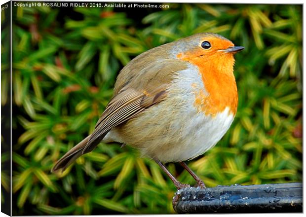 "ROUND ROBIN"  Canvas Print by ROS RIDLEY
