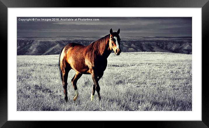  A lone horse Framed Mounted Print by Derrick Fox Lomax