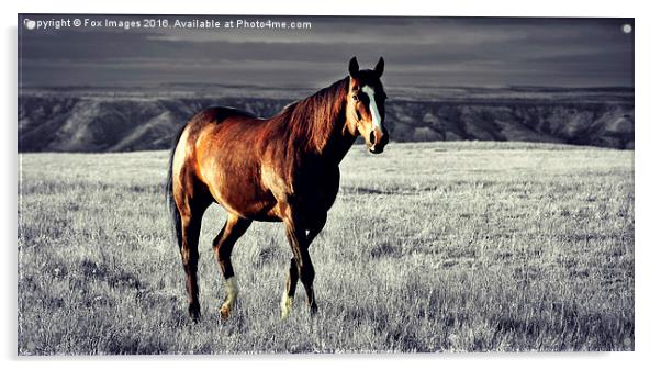  A lone horse Acrylic by Derrick Fox Lomax