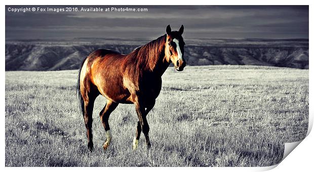  A lone horse Print by Derrick Fox Lomax