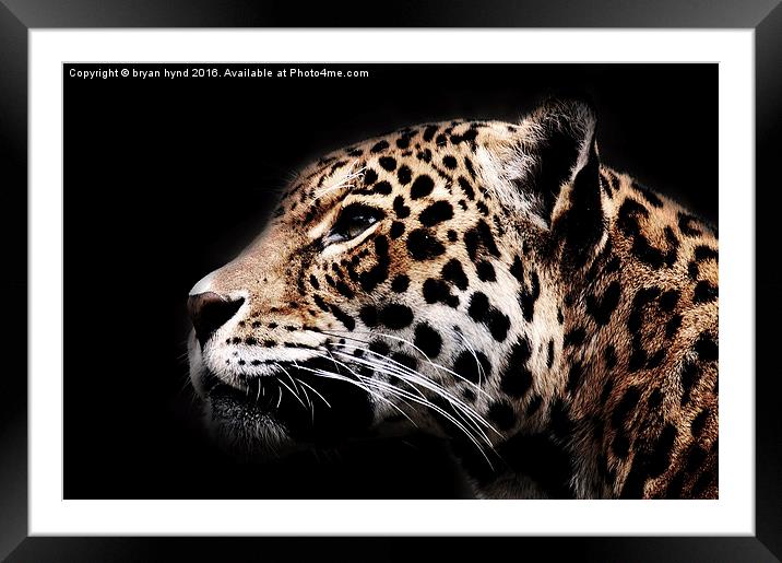  Jaguar Profile 2 Framed Mounted Print by bryan hynd