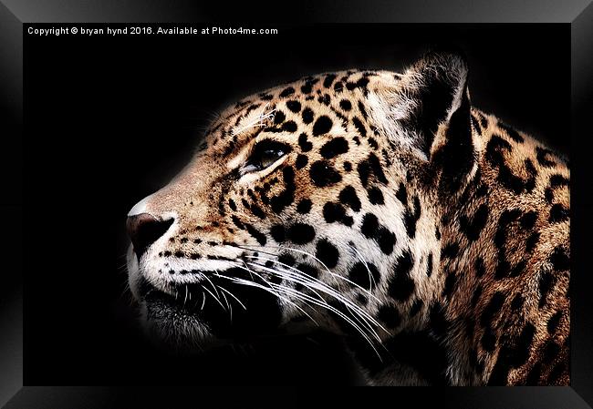  Jaguar Profile 2 Framed Print by bryan hynd