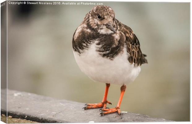 Turnstone, whitstable harbour bird Canvas Print by Stewart Nicolaou