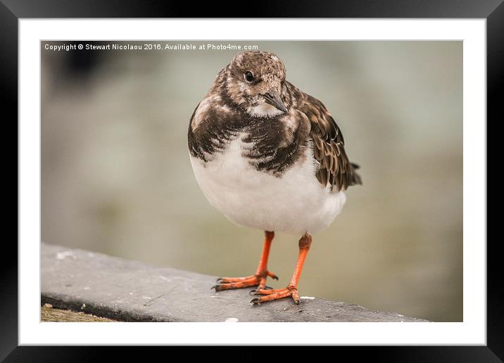 Turnstone, whitstable harbour bird Framed Mounted Print by Stewart Nicolaou