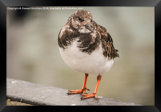 Turnstone, whitstable harbour bird Framed Print by Stewart Nicolaou