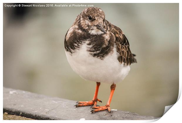 Turnstone, whitstable harbour bird Print by Stewart Nicolaou
