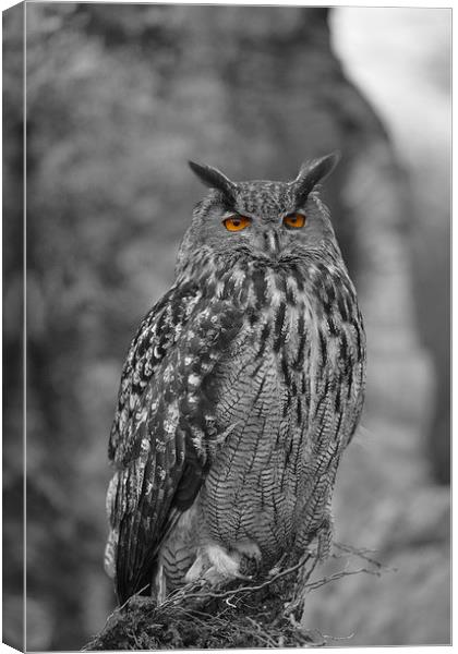  Eagle owl  Canvas Print by Shaun Jacobs