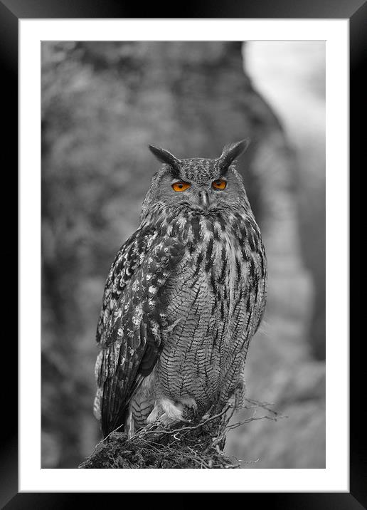  Eagle owl  Framed Mounted Print by Shaun Jacobs