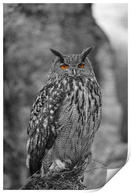  Eagle owl  Print by Shaun Jacobs