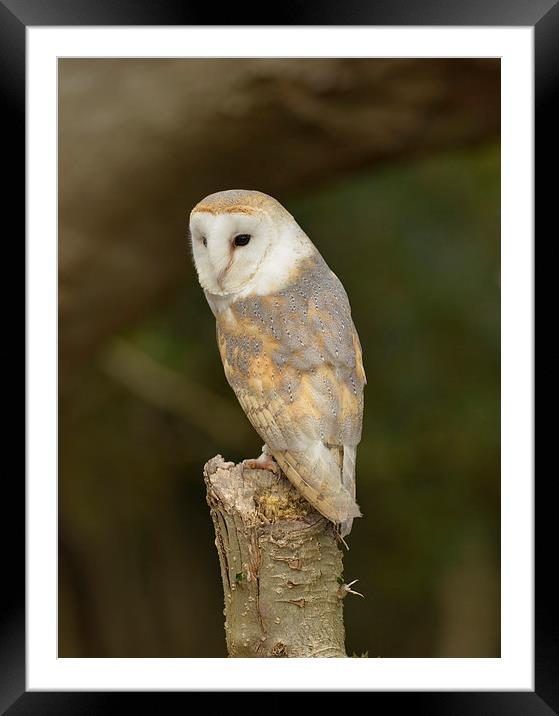  Barn owl  Framed Mounted Print by Shaun Jacobs