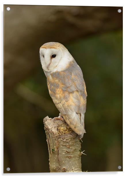  Barn owl  Acrylic by Shaun Jacobs