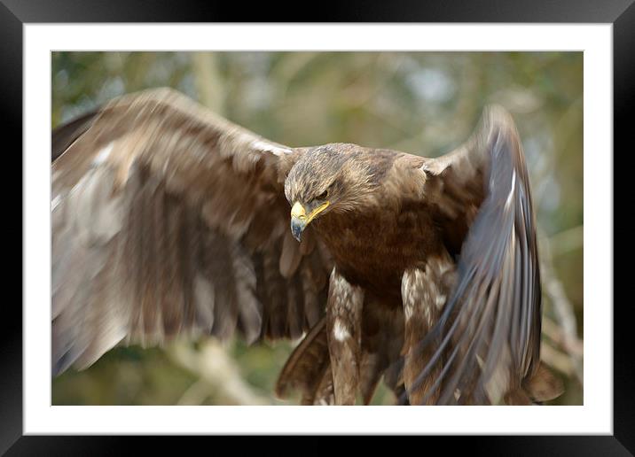  Golden Eagle  Framed Mounted Print by Shaun Jacobs