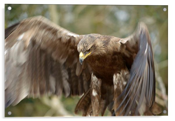  Golden Eagle  Acrylic by Shaun Jacobs