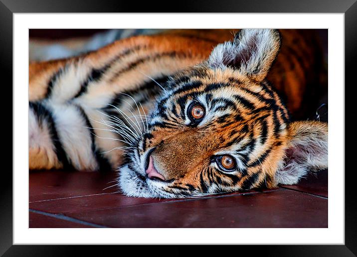 Baby Tiger Framed Mounted Print by Ray Shiu