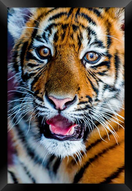 Baby Tiger Framed Print by Ray Shiu