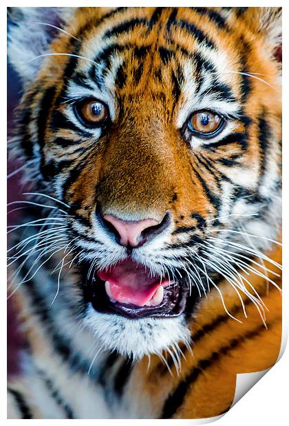 Baby Tiger Print by Ray Shiu
