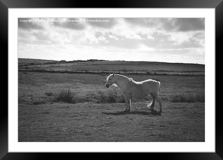 Wild Pony on Bodmin Moor  Framed Mounted Print by Lorna Faulkes