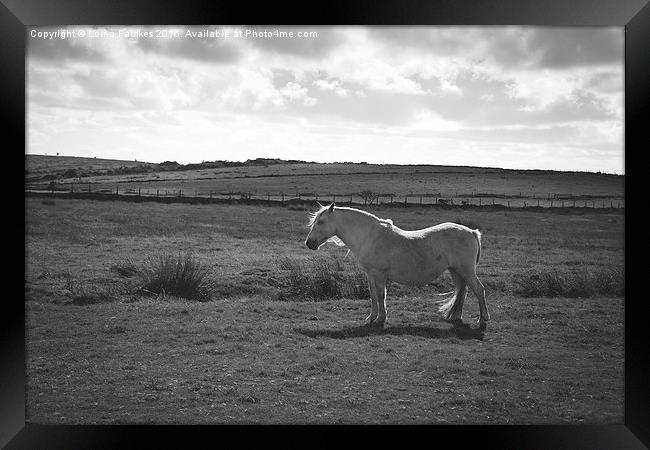 Wild Pony on Bodmin Moor  Framed Print by Lorna Faulkes