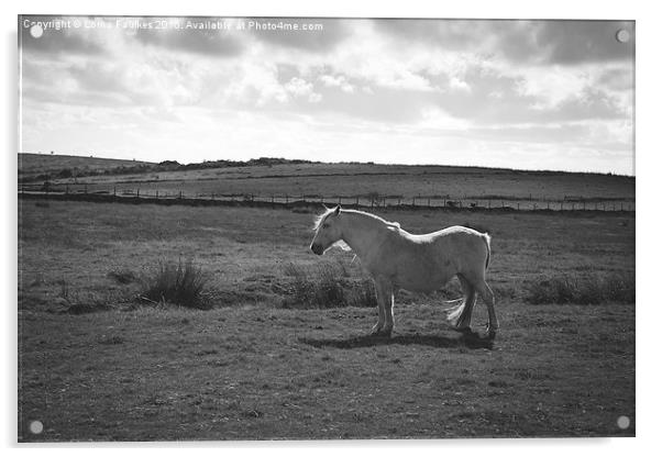 Wild Pony on Bodmin Moor  Acrylic by Lorna Faulkes