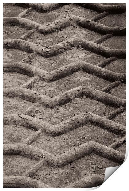  Beach Comber Track Print by Tom and Dawn Gari