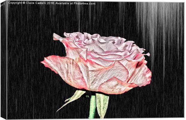  Single Rose Canvas Print by Claire Castelli