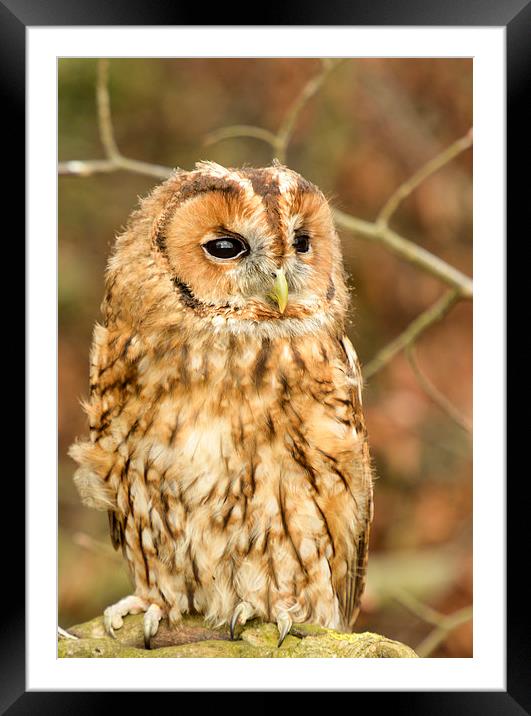  Tawny owl  Framed Mounted Print by Shaun Jacobs