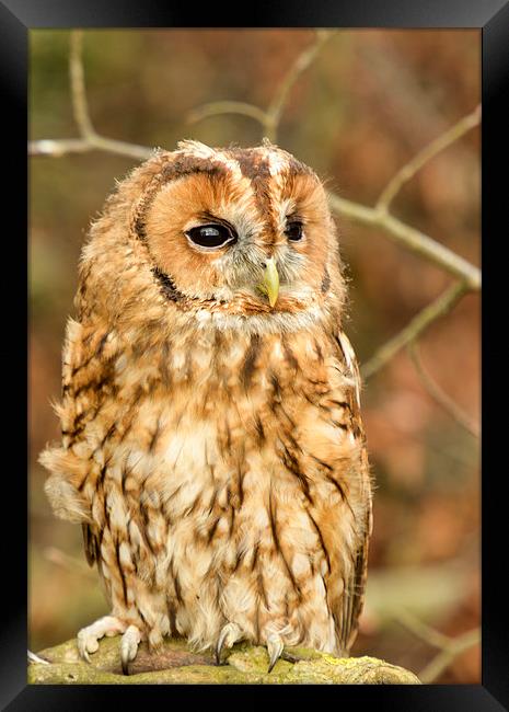  Tawny owl  Framed Print by Shaun Jacobs