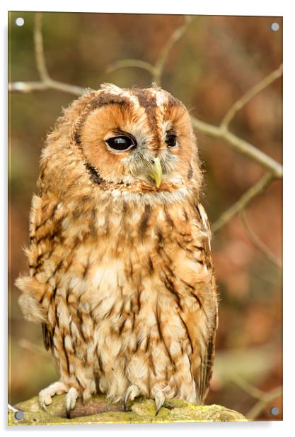  Tawny owl  Acrylic by Shaun Jacobs