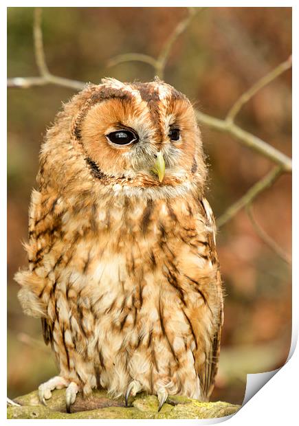  Tawny owl  Print by Shaun Jacobs