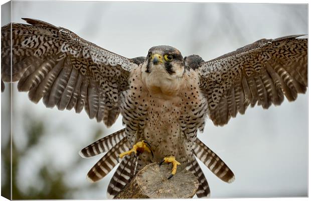  Peregrine Falcon coming into land  Canvas Print by Shaun Jacobs