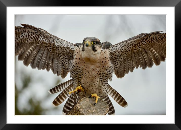  Peregrine Falcon coming into land  Framed Mounted Print by Shaun Jacobs