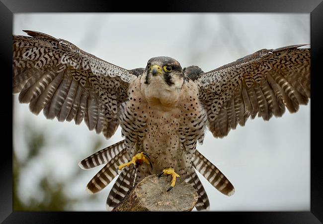  Peregrine Falcon coming into land  Framed Print by Shaun Jacobs
