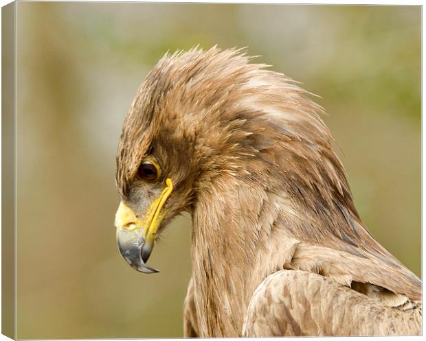  Golden eagle  Canvas Print by Shaun Jacobs