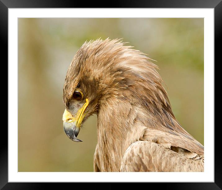  Golden eagle  Framed Mounted Print by Shaun Jacobs