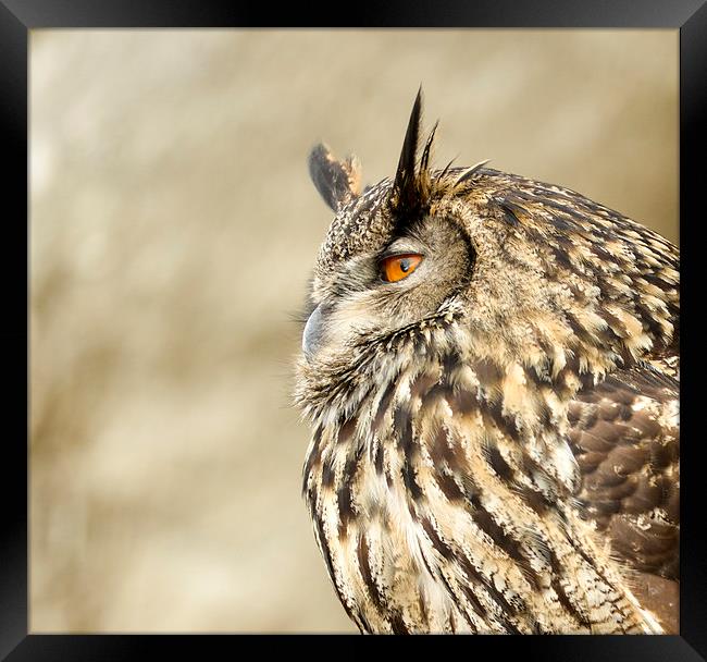  Eagle owl  Framed Print by Shaun Jacobs
