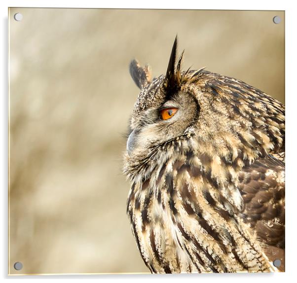  Eagle owl  Acrylic by Shaun Jacobs