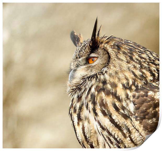  Eagle owl  Print by Shaun Jacobs