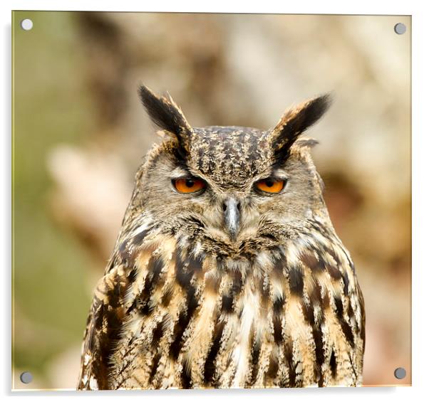Eagle owl Acrylic by Shaun Jacobs