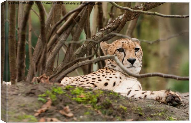  Relaxing leopard under a tree Canvas Print by Jurgen Schnabel