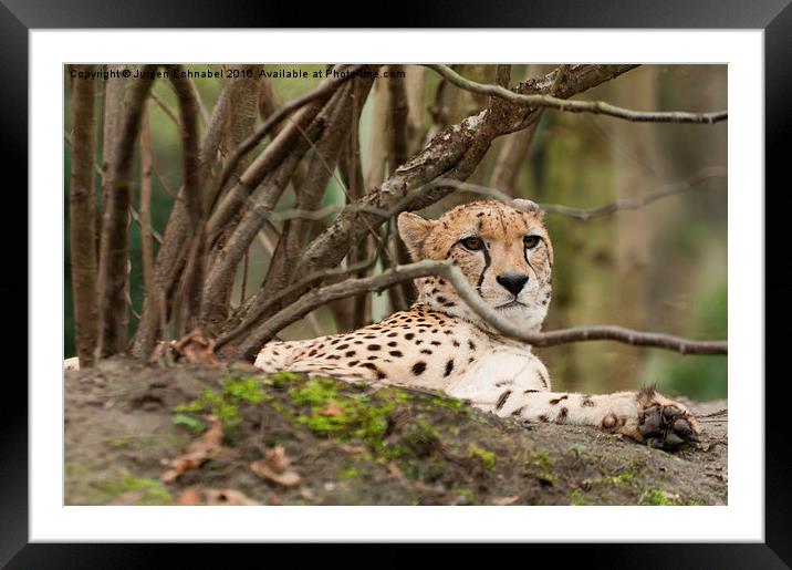  Relaxing leopard under a tree Framed Mounted Print by Jurgen Schnabel