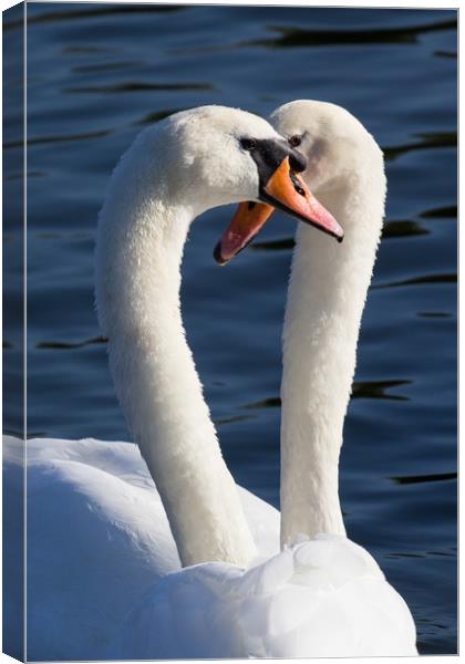 Courting Swans Canvas Print by David Pyatt