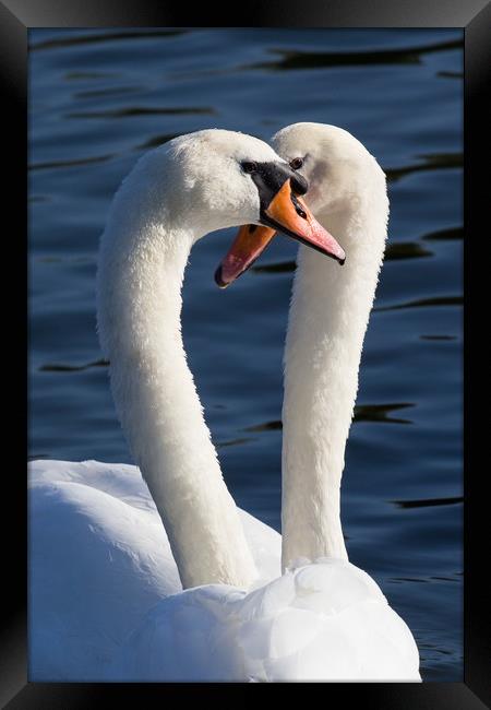 Courting Swans Framed Print by David Pyatt