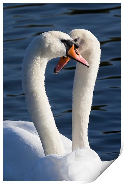 Courting Swans Print by David Pyatt